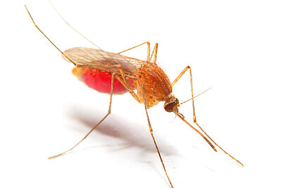 Experts all over the world have the same questions when they face a patient suspected with a malaria infection.